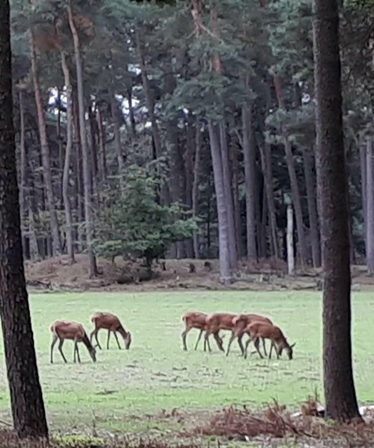 Boshuis Turquoise / Smaakvol Genieten Op De Veluwe Hoenderloo Exterior photo