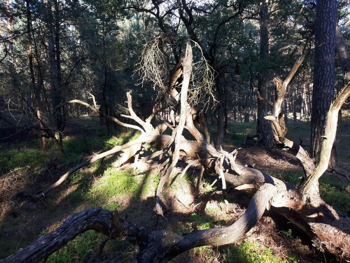 Boshuis Turquoise / Smaakvol Genieten Op De Veluwe Hoenderloo Exterior photo